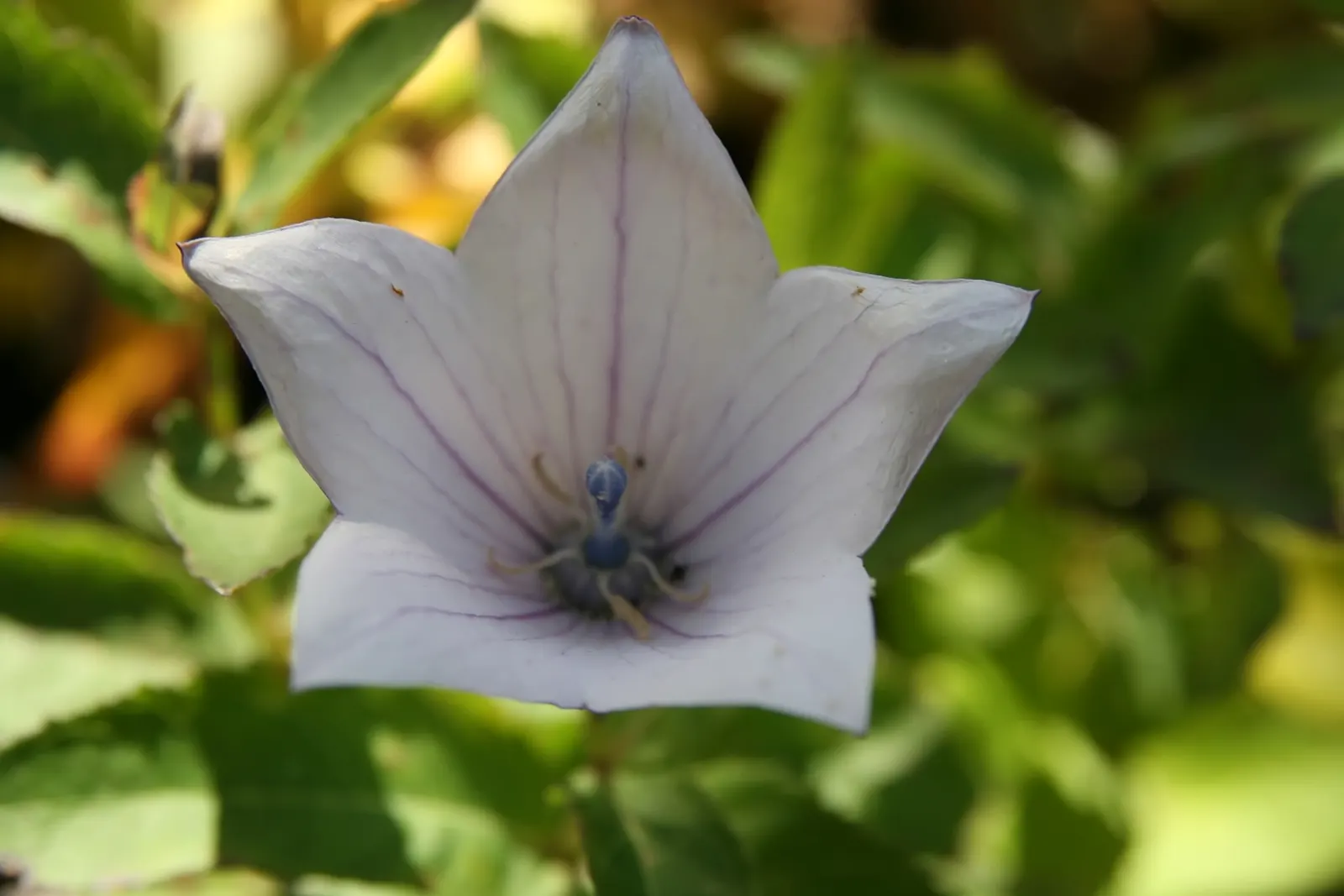 Balloon Flower (Platycodon Grandiflorus) — Platycodon grandiflorus is a low-maintenance option; balloon-like buds that blossom into star-shaped, image 60