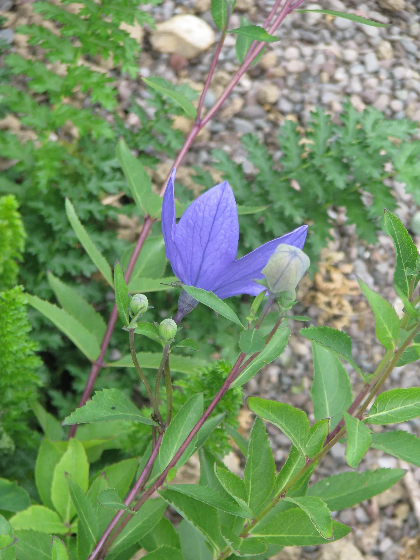 Balloon Flower (Platycodon Grandiflorus) — typically in shades of deep blue, image 104