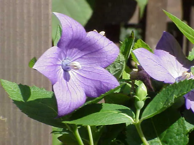 Balloon Flower (Platycodon Grandiflorus) — this hardy plant thrives in zones 3-8; allowing it to fit nicely into a variety of garden settings, image 120