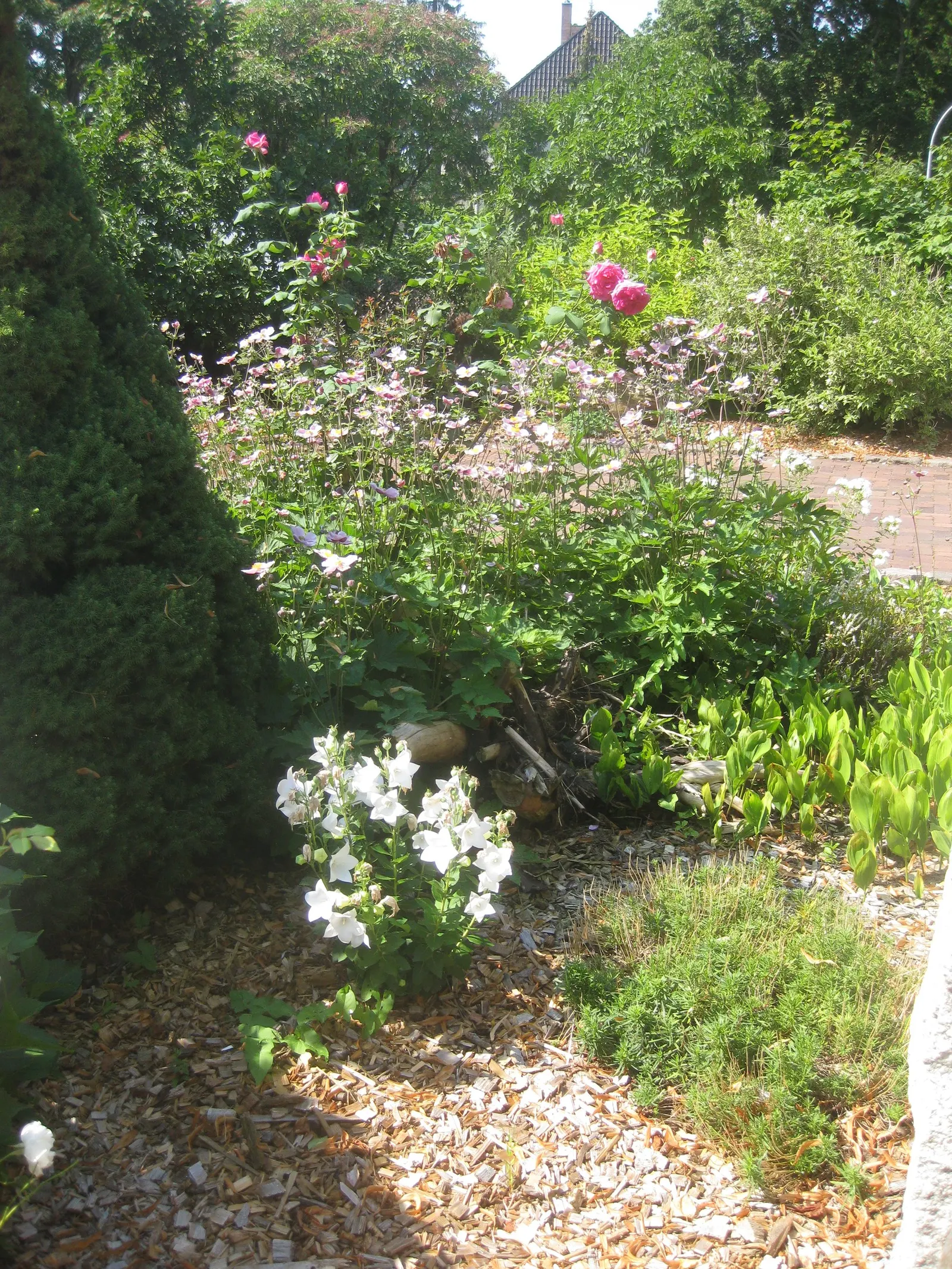Balloon Flower (Platycodon Grandiflorus) — When crafting a landscape design; it's an excellent choice for borders, providing late summer interest, image 54
