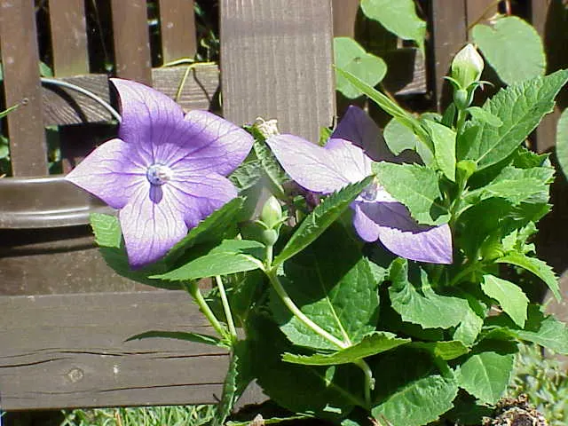 Balloon Flower (Platycodon Grandiflorus) — requiring well-drained soil with medium moisture