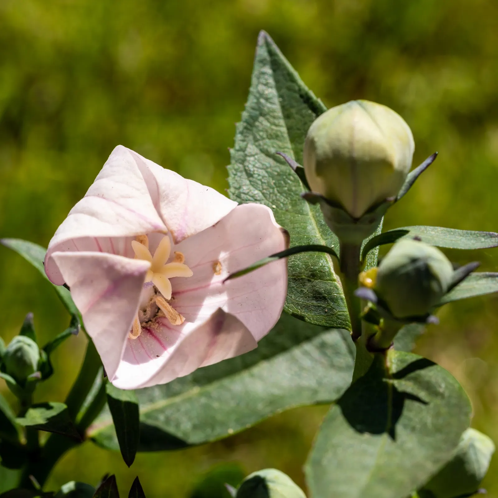 Balloon Flower (Platycodon Grandiflorus) — The buds swell into puffy balloons and reveal star-shaped blossoms up to 3 inches across; this hardy plant thrives
