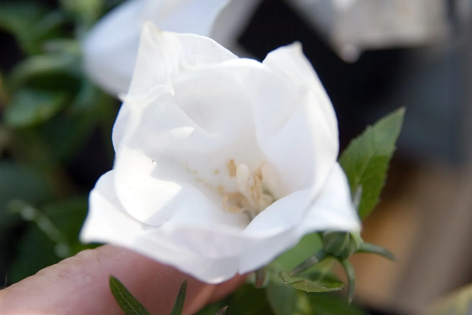 Balloon Flower (Platycodon Grandiflorus) — balloon-like buds that blossom into star-shaped; its whimsical shape captivates onlookers, image 95