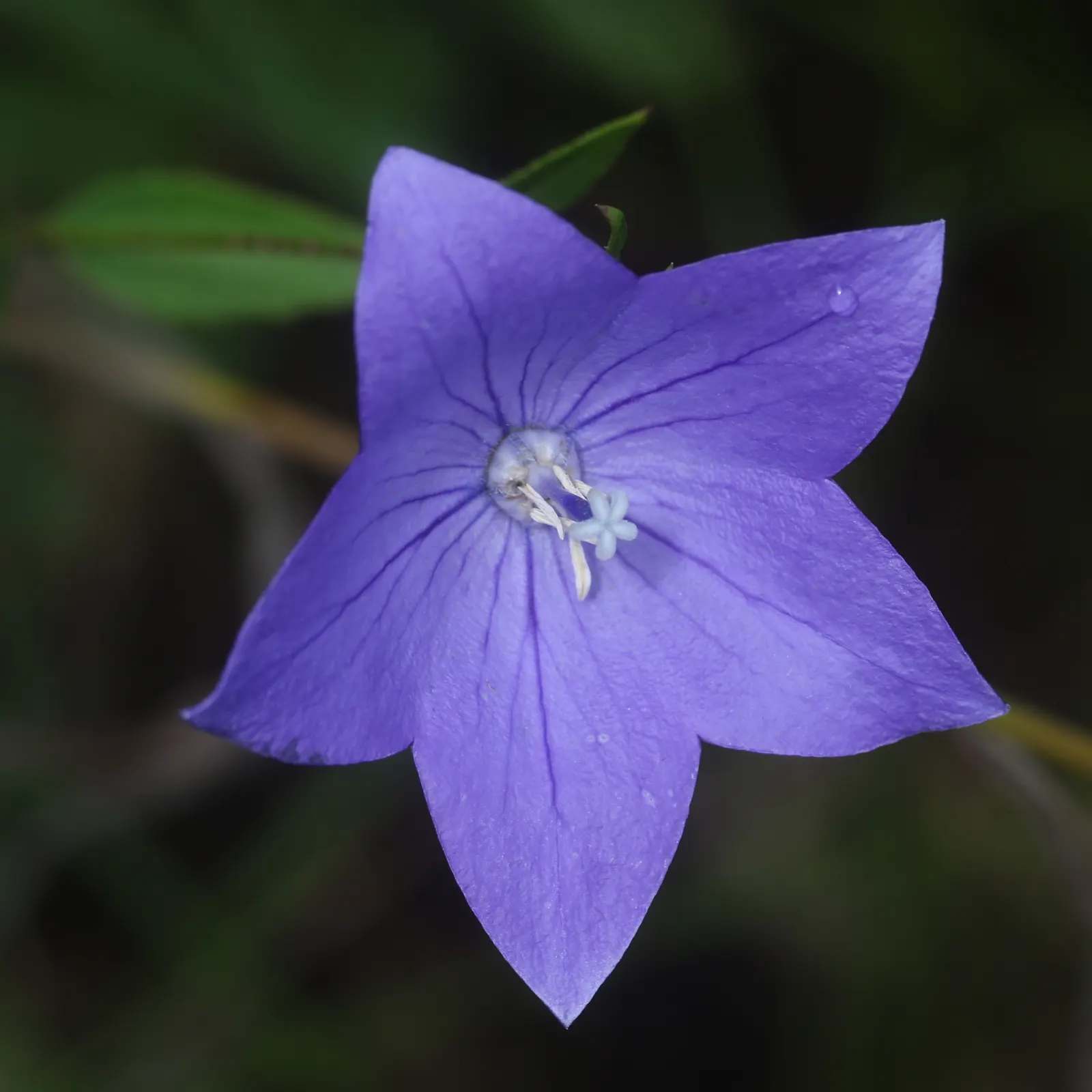 Balloon Flower (Platycodon Grandiflorus) — offering a delightful splash of color and a unique form for their garden tableau; perennial with blue blooms