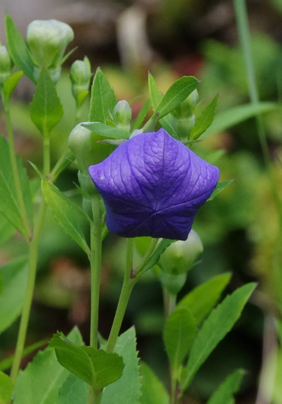 Balloon Flower (Platycodon Grandiflorus) — perennial for full or half; offering a delightful splash of color and a unique form for their garden, image 92