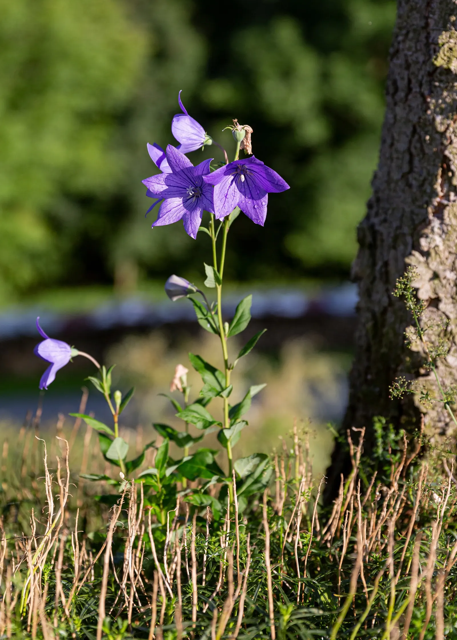 Balloon Flower (Platycodon Grandiflorus) — though pink and white cultivars are also available.<br><br>Flowering from early summer to early fall, image 59