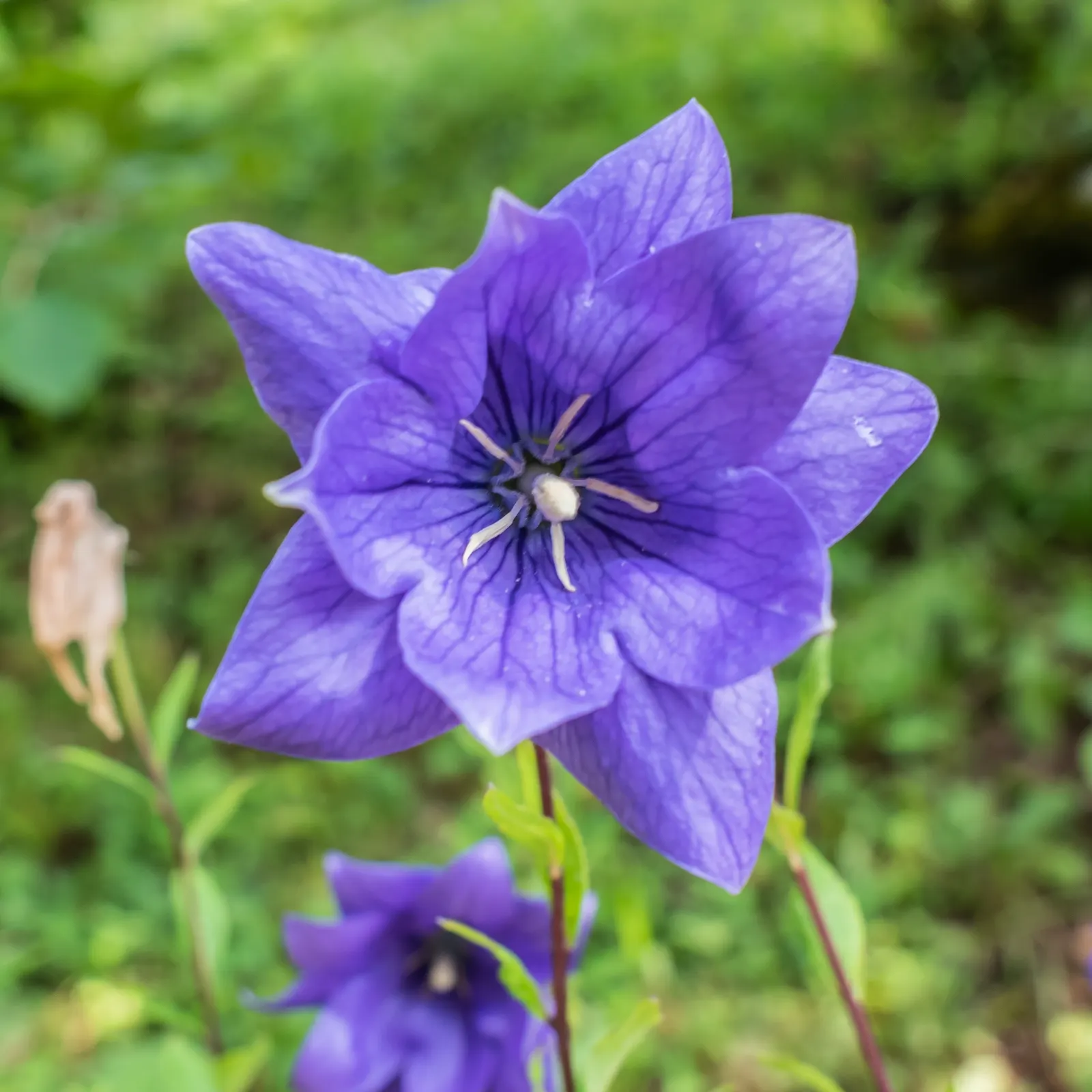 Balloon Flower (Platycodon Grandiflorus) — or as a container specimen; commonly called Balloon Flower, image 86