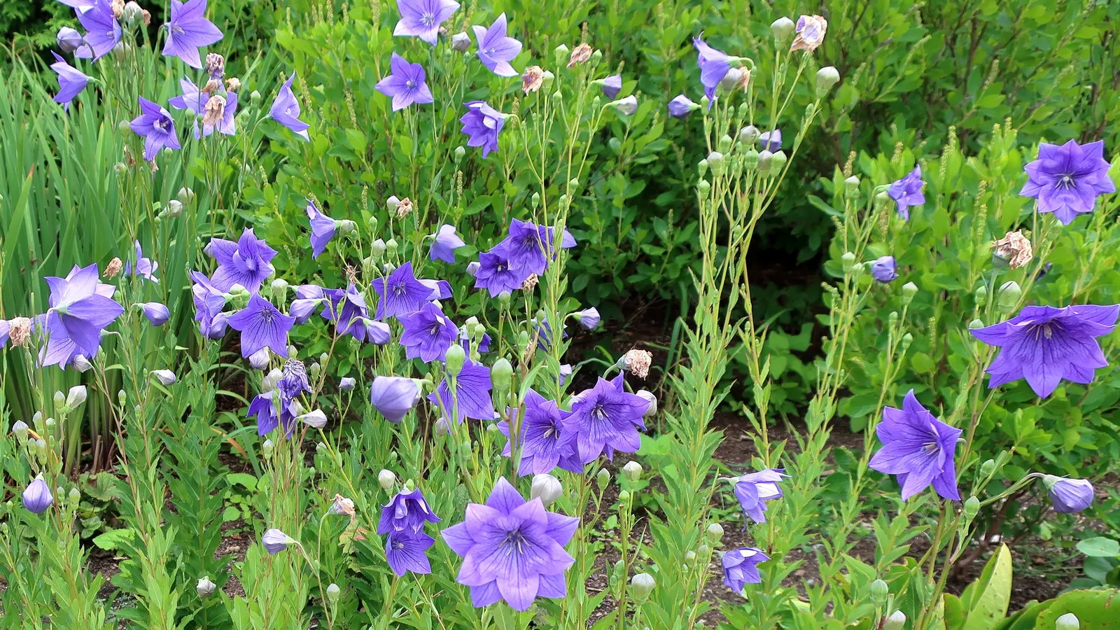 Balloon Flower (Platycodon Grandiflorus) — perennial with blue blooms; though pink and white cultivars are also available.<br><br>Flowering from, image 68