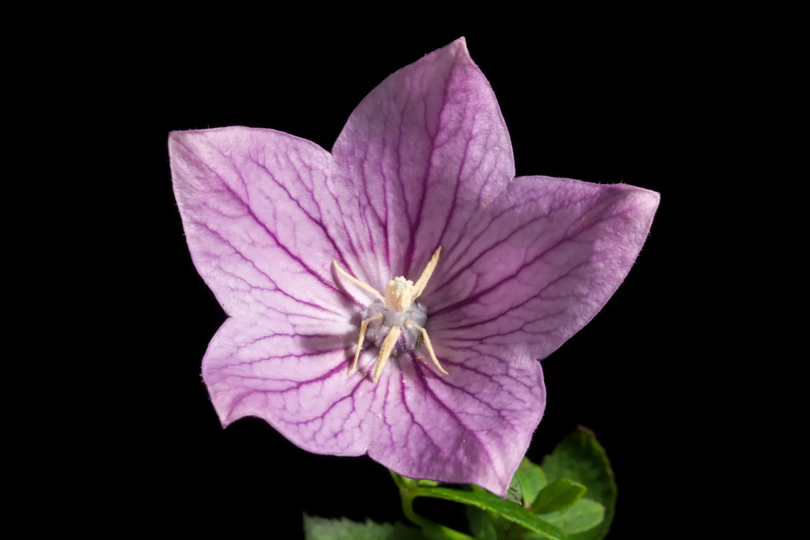 Balloon Flower (Platycodon Grandiflorus) — It is resilient to pests and disease; or as a container specimen, image 85