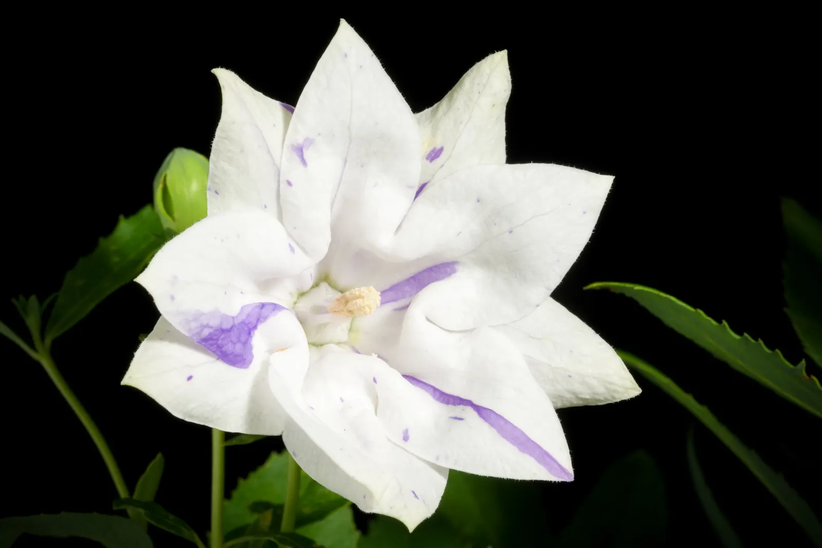 Balloon Flower (Platycodon Grandiflorus) — Its emerald green foliage forms a neat, low clump from which the striking flower stalks emerge; blue flowers in the