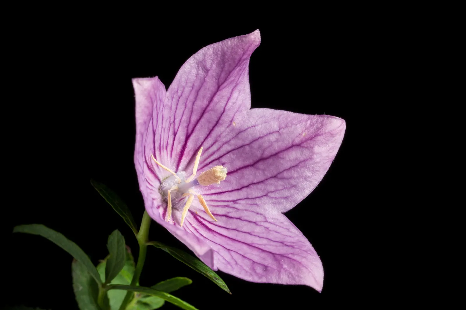 Balloon Flower (Platycodon Grandiflorus) — though pink and white cultivars are also available.<br><br>Flowering from early summer to early fall