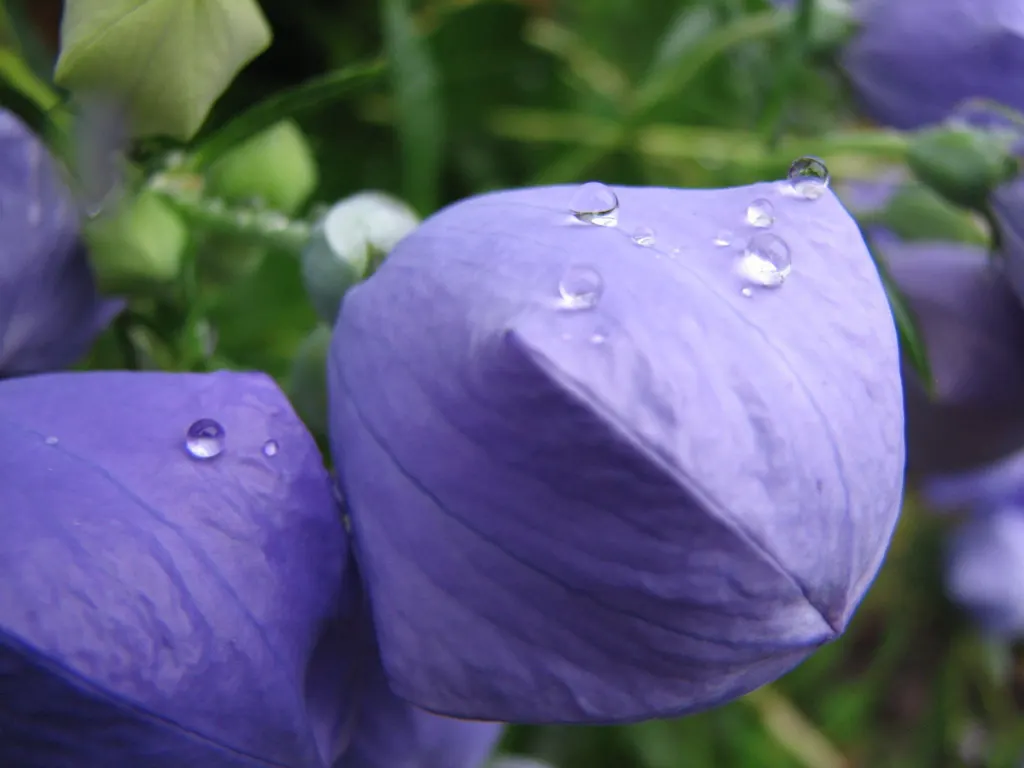 Balloon Flower (Platycodon Grandiflorus) — and it can become a conversation piece for your client; requiring well-drained soil with medium moisture, image 65