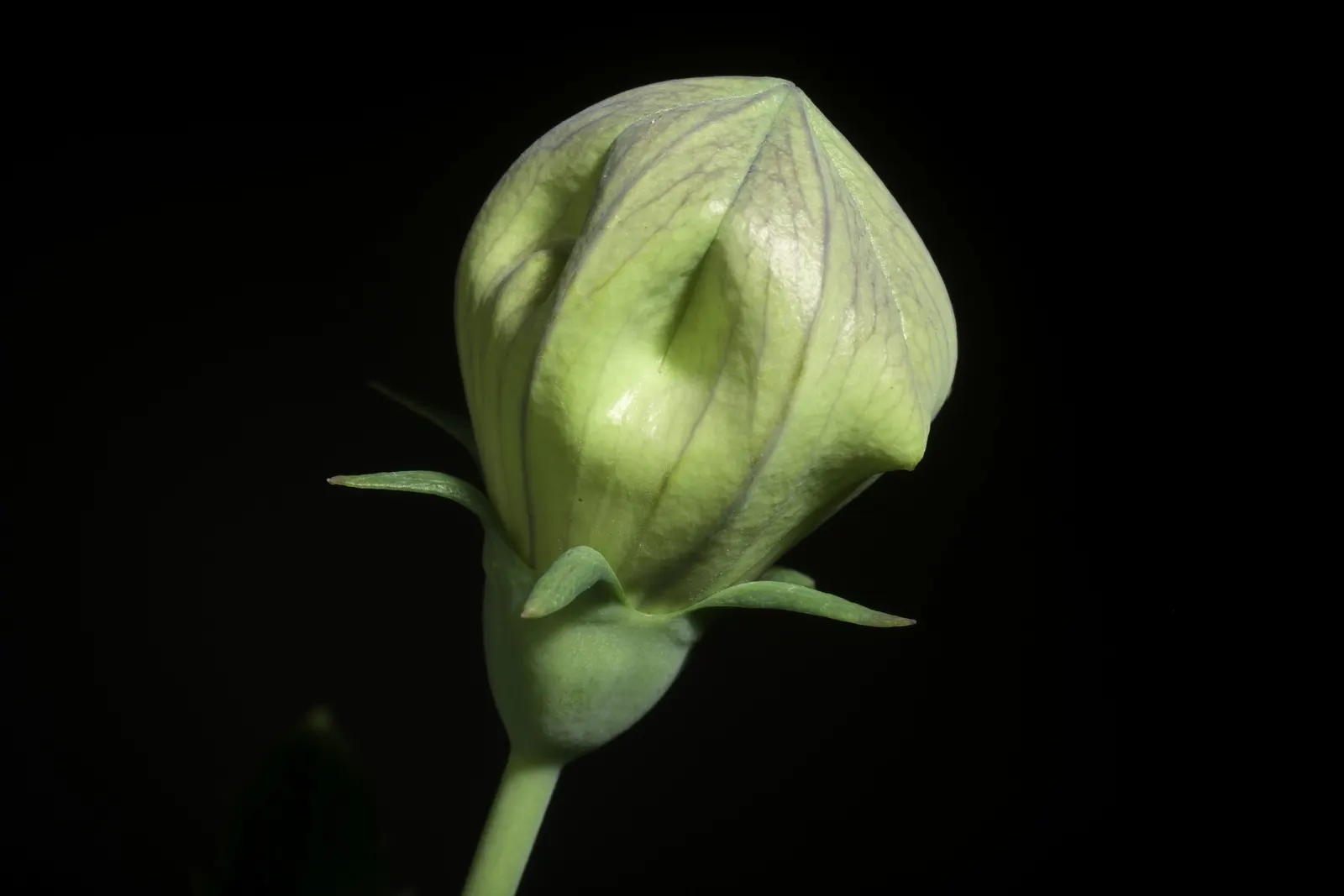 Balloon Flower (Platycodon Grandiflorus) — or as a container specimen; commonly called Balloon Flower, image 63