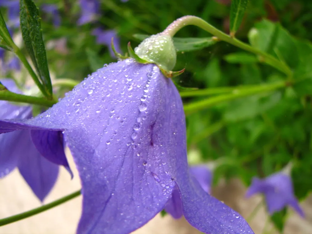 Balloon Flower (Platycodon Grandiflorus) — It's an excellent choice for borders, providing late summer interest and attracting pollinators to the garden