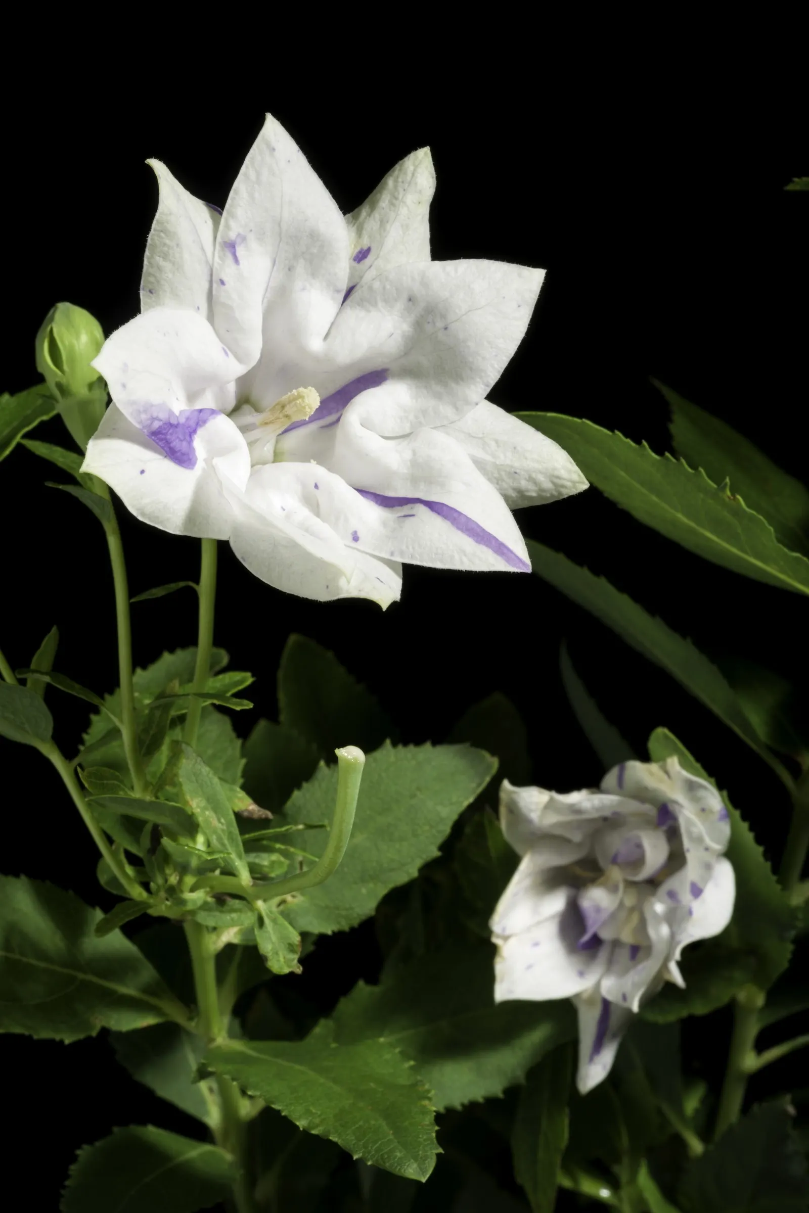 Balloon Flower (Platycodon Grandiflorus) — perennial with blue blooms; though pink and white cultivars are also available.<br><br>Flowering from, image 114