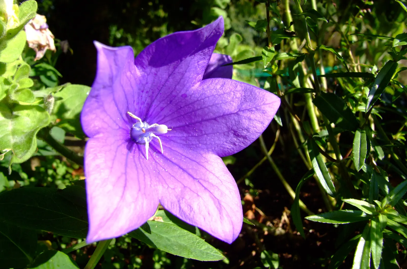 Balloon Flower (Platycodon Grandiflorus) — requiring well-drained soil with medium moisture; its emerald green foliage forms a neat, low clump from, image 84