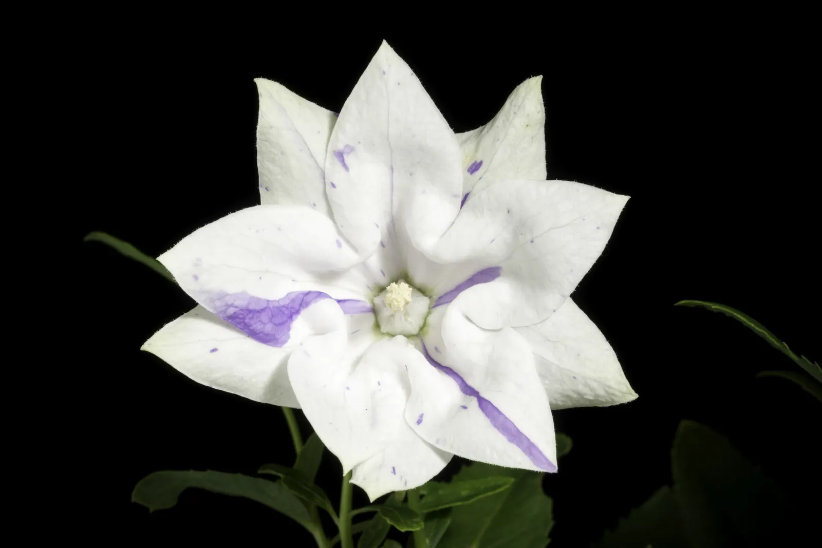 Balloon Flower (Platycodon Grandiflorus) — Its emerald green foliage forms a neat, low clump from which the striking flower stalks emerge; blue, image 102