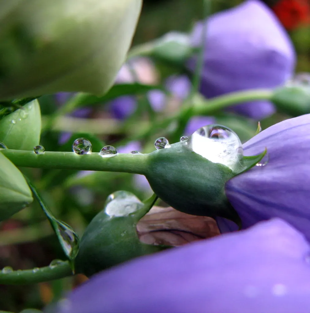 Balloon Flower (Platycodon Grandiflorus) — It is resilient to pests and disease