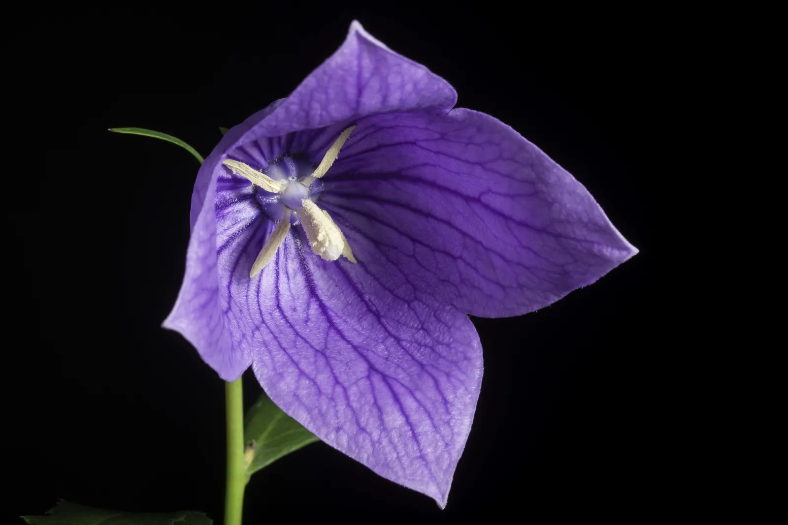 Balloon Flower (Platycodon Grandiflorus) — The buds swell into puffy balloons and reveal star-shaped blossoms up to 3 inches across; this hardy, image 57