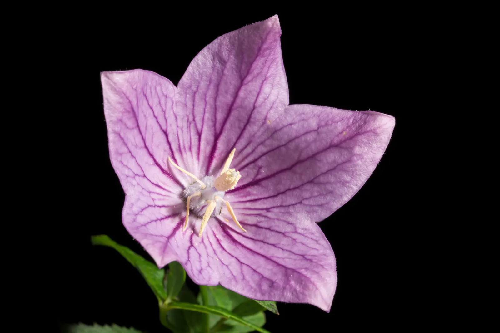 Balloon Flower (Platycodon Grandiflorus) — balloon-like buds that blossom into star-shaped; its whimsical shape captivates onlookers