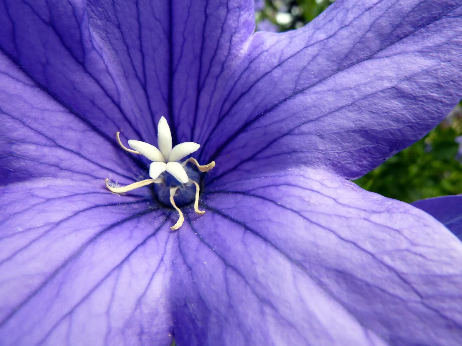 Balloon Flower (Platycodon Grandiflorus) — Reaching 1 to 2.5 feet tall and about 1 foot wide; is a charming perennial favored for its playful