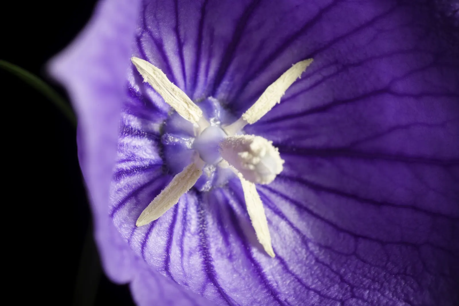 Balloon Flower (Platycodon Grandiflorus) — offering a delightful splash of color and a unique form for their garden tableau
