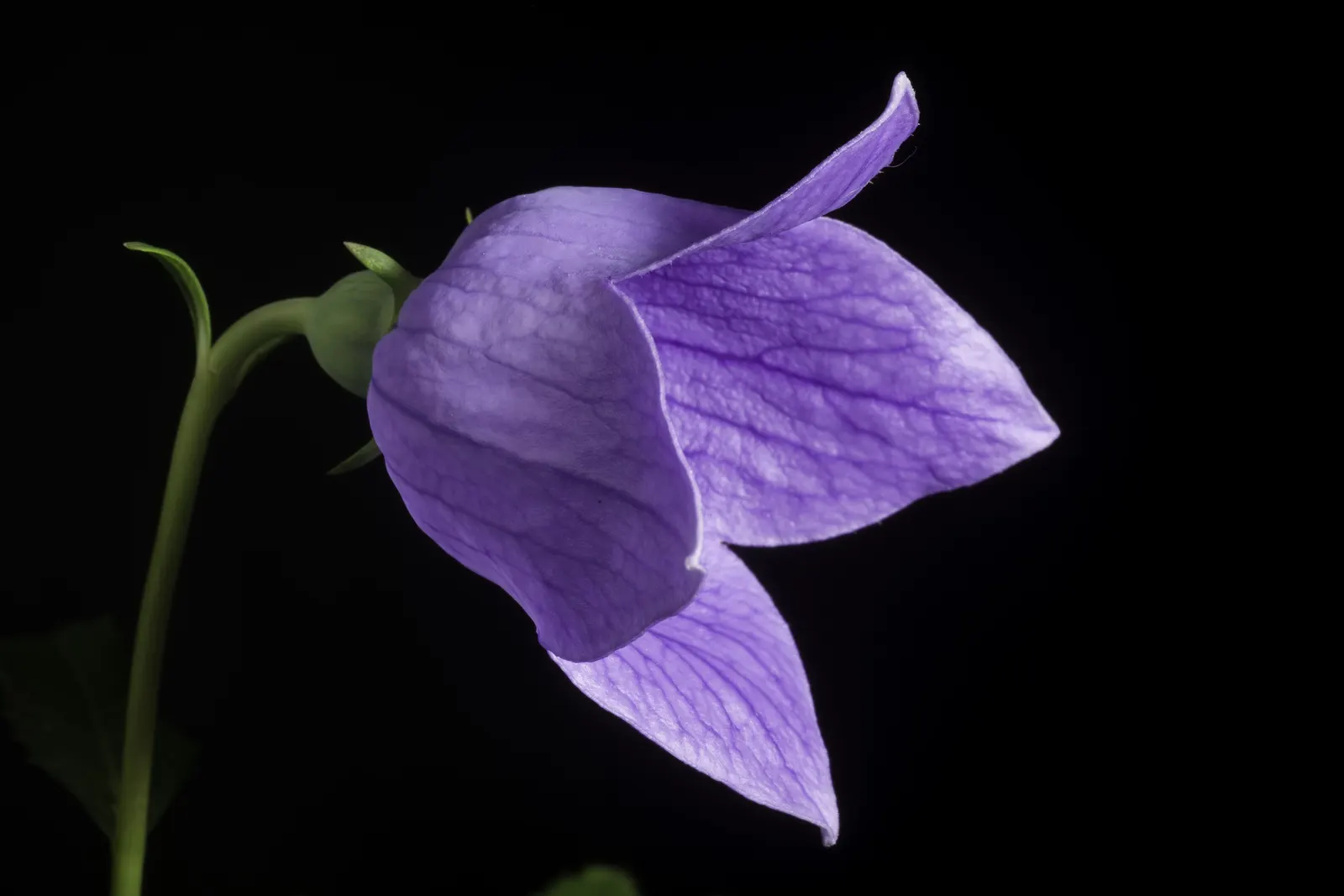 Balloon Flower (Platycodon Grandiflorus) — When crafting a landscape design; it's an excellent choice for borders, providing late summer interest, image 100