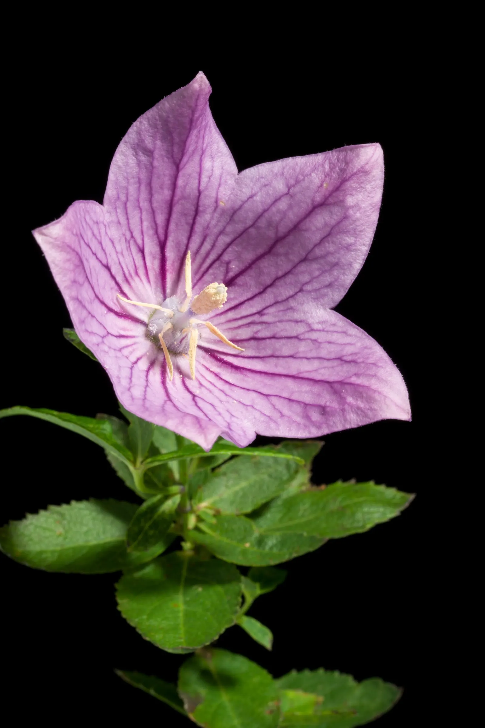 Balloon Flower (Platycodon Grandiflorus) — preferring full sun to partial shade and well-drained soil