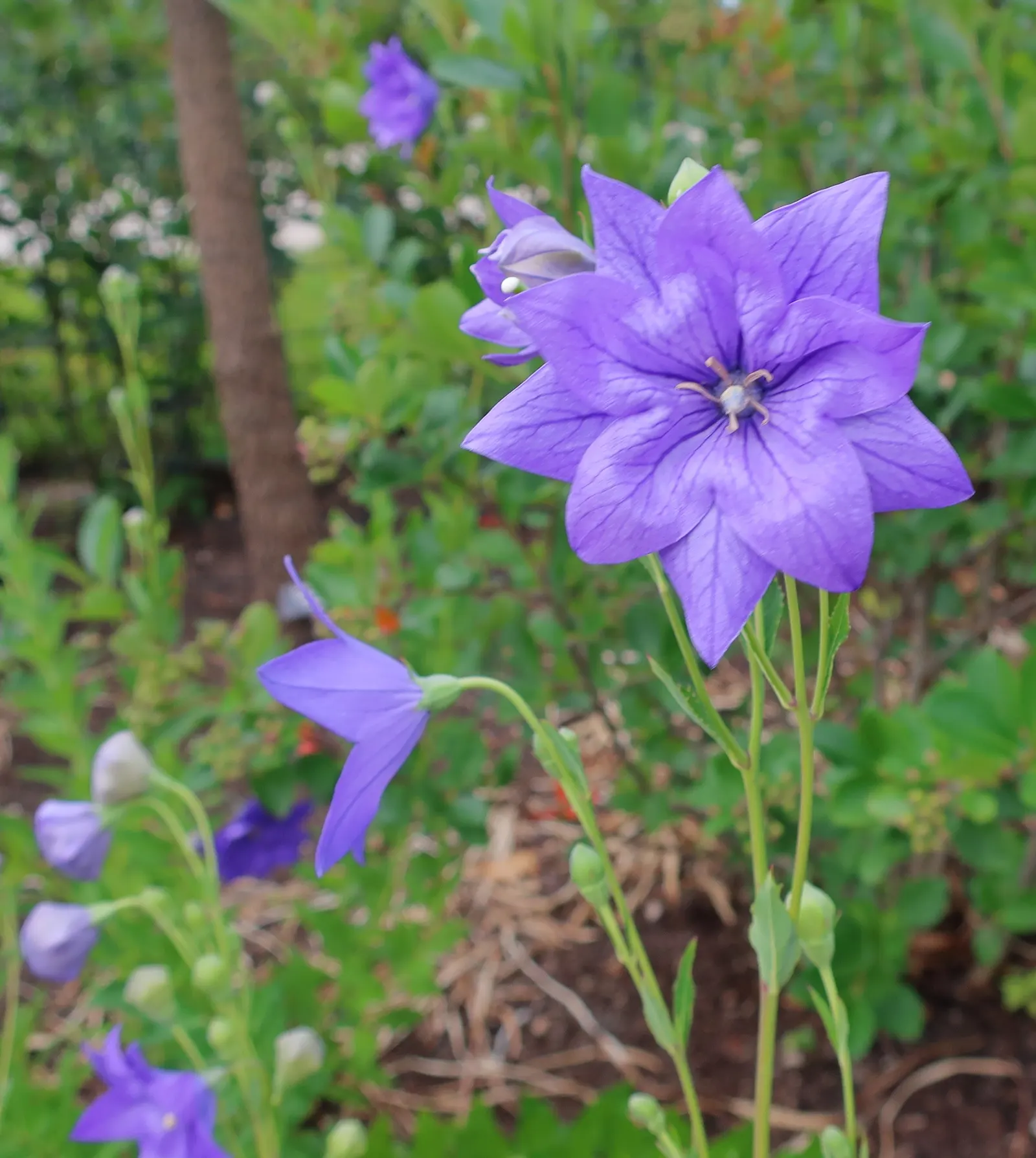 Balloon Flower (Platycodon Grandiflorus) — and it can become a conversation piece for your client; requiring well-drained soil with medium moisture, image 88