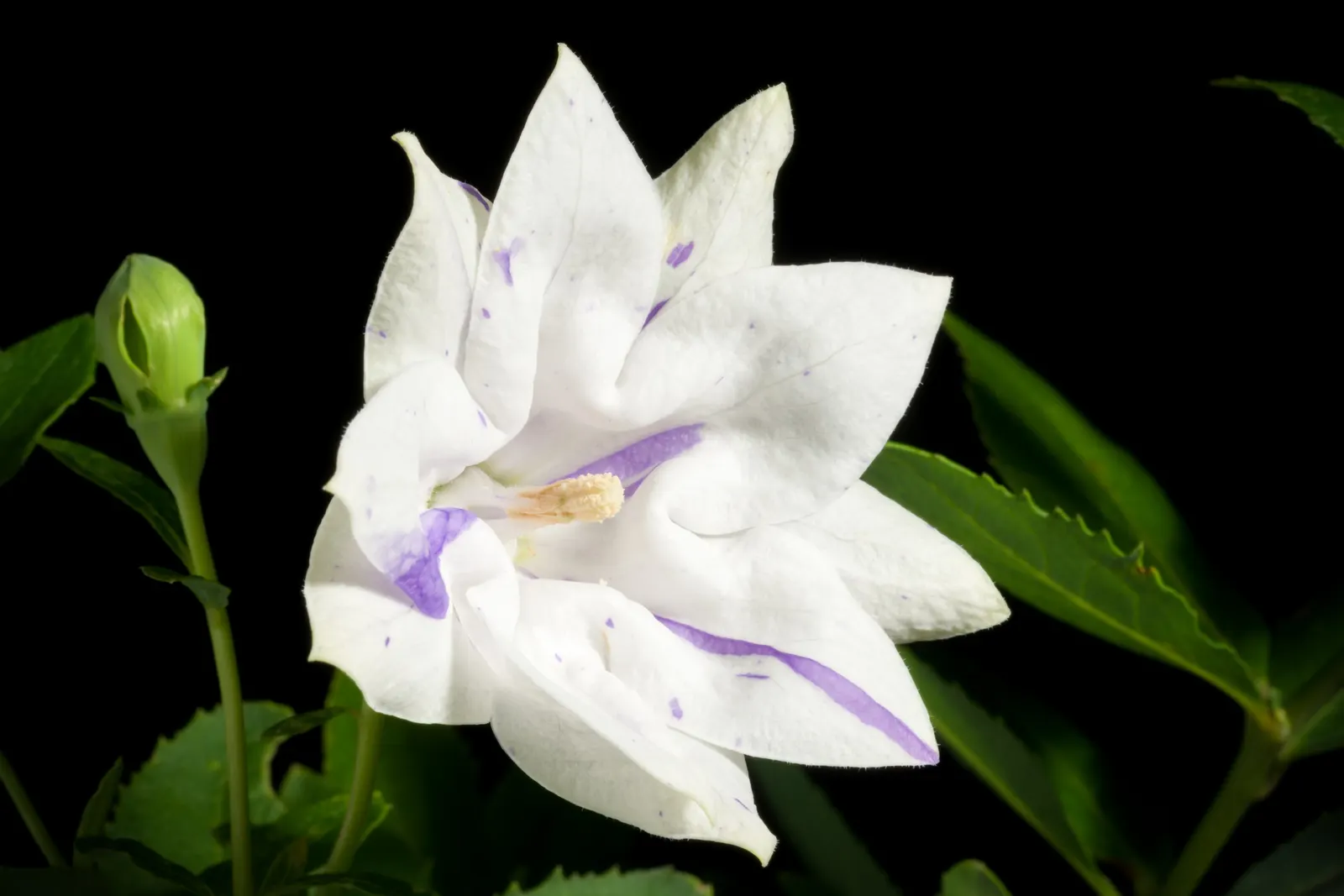 Balloon Flower (Platycodon Grandiflorus) — typically in shades of deep blue, image 58