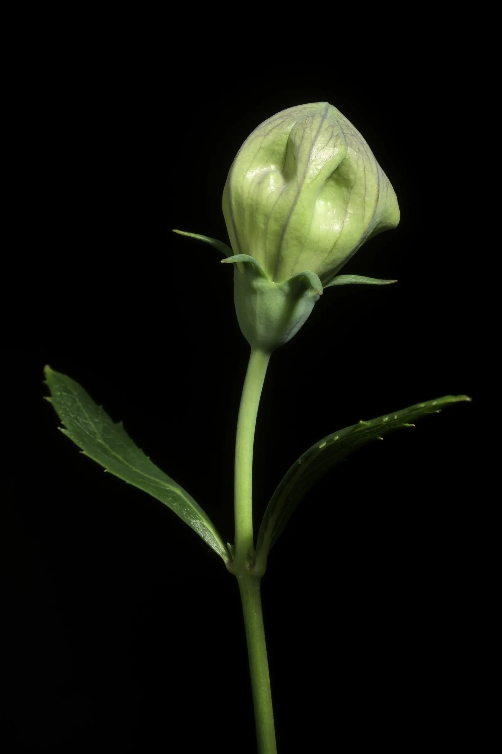Balloon Flower (Platycodon Grandiflorus) — and it can become a conversation piece for your client; requiring well-drained soil with medium moisture, image 111