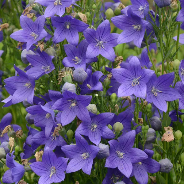 Balloon Flower (Platycodon Grandiflorus) — perennial for full or half; offering a delightful splash of color and a unique form for their garden tableau