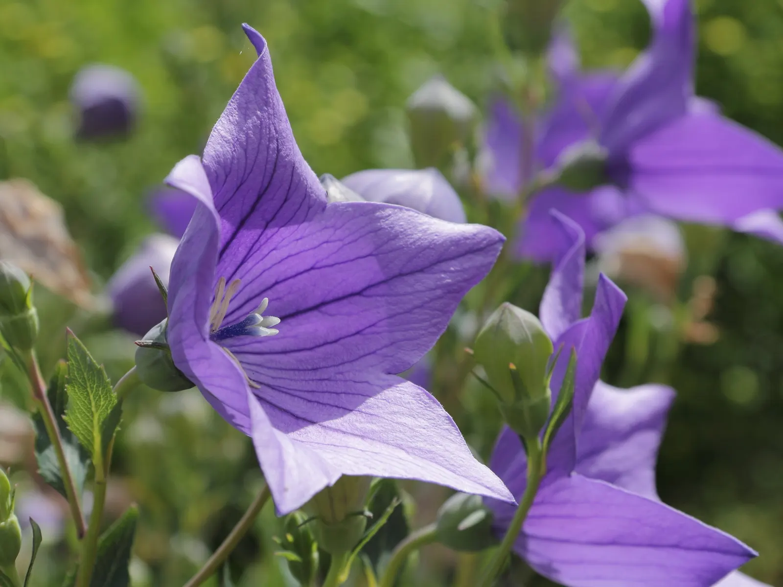 Balloon Flower (Platycodon Grandiflorus) — though pink and white cultivars are also available.<br><br>Flowering from early summer to early fall, image 105