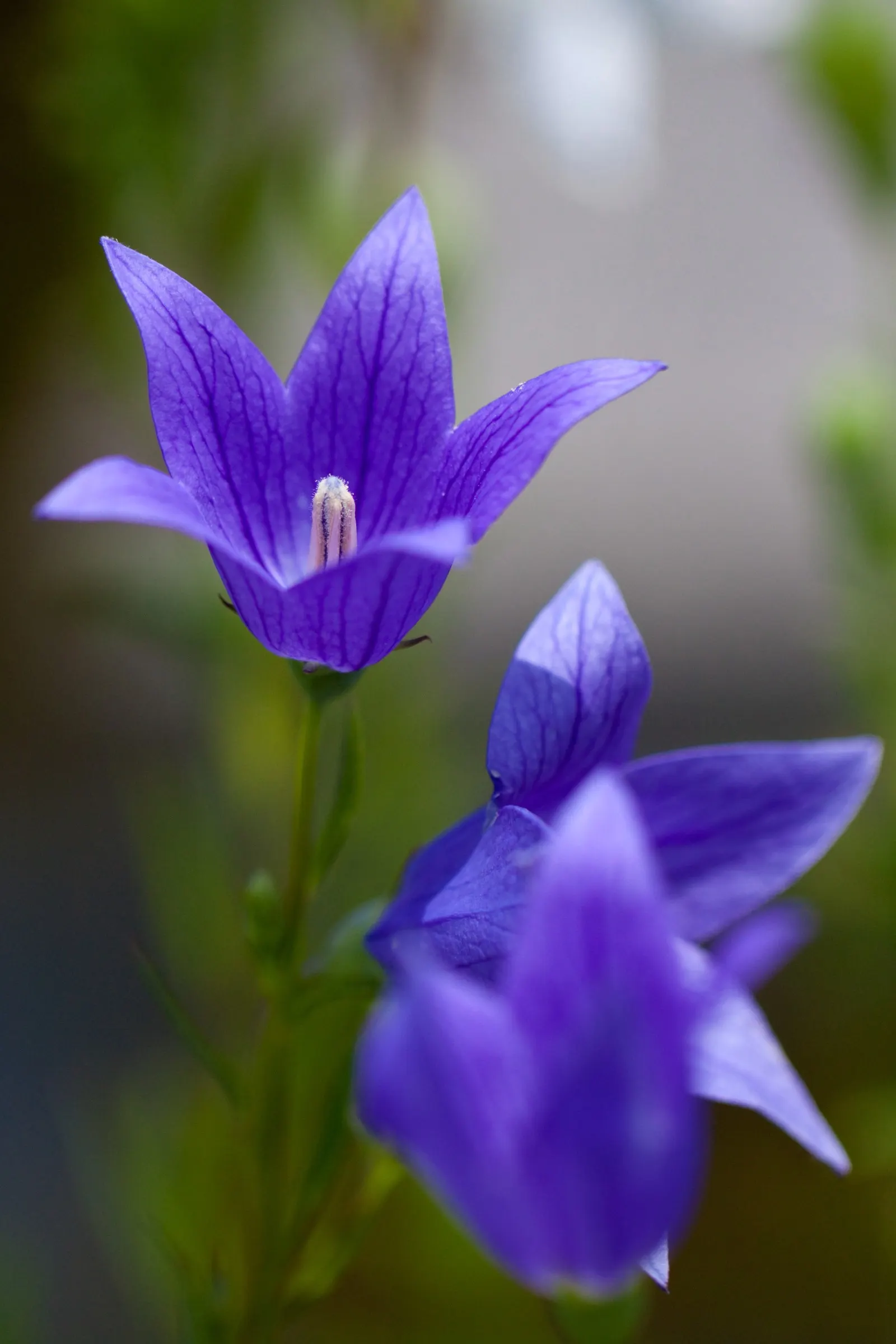 Balloon Flower (Platycodon Grandiflorus) — or as a container specimen; commonly called Balloon Flower, image 109