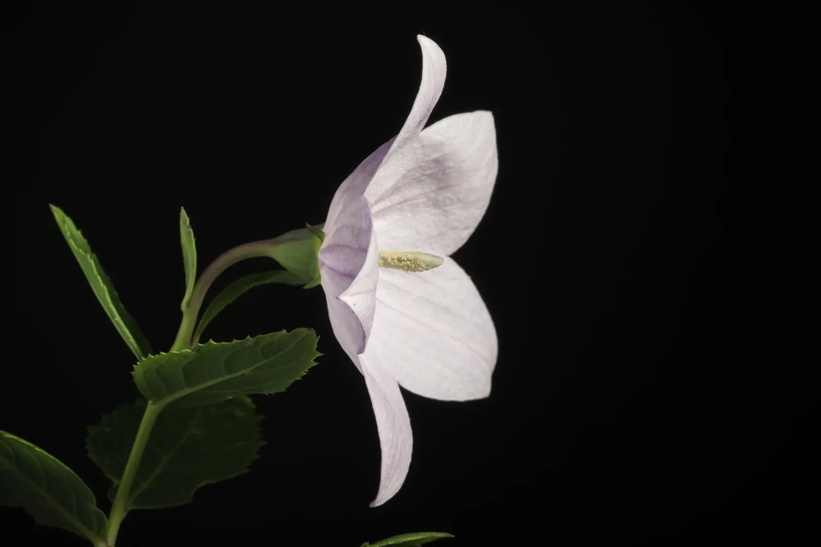 Balloon Flower (Platycodon Grandiflorus) — blue flowers in the garden