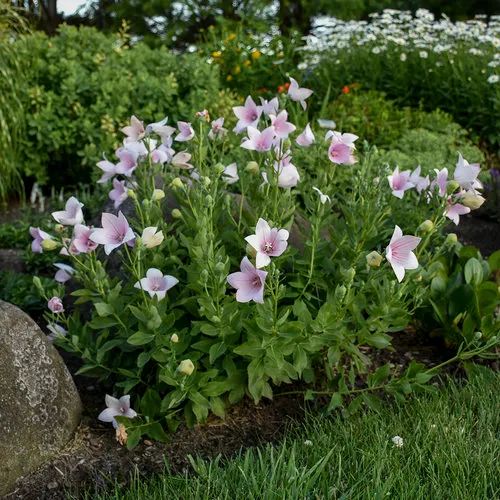 Balloon Flower (Platycodon Grandiflorus) — Reaching 1 to 2.5 feet tall and about 1 foot wide; is a charming perennial favored for its playful, image 73