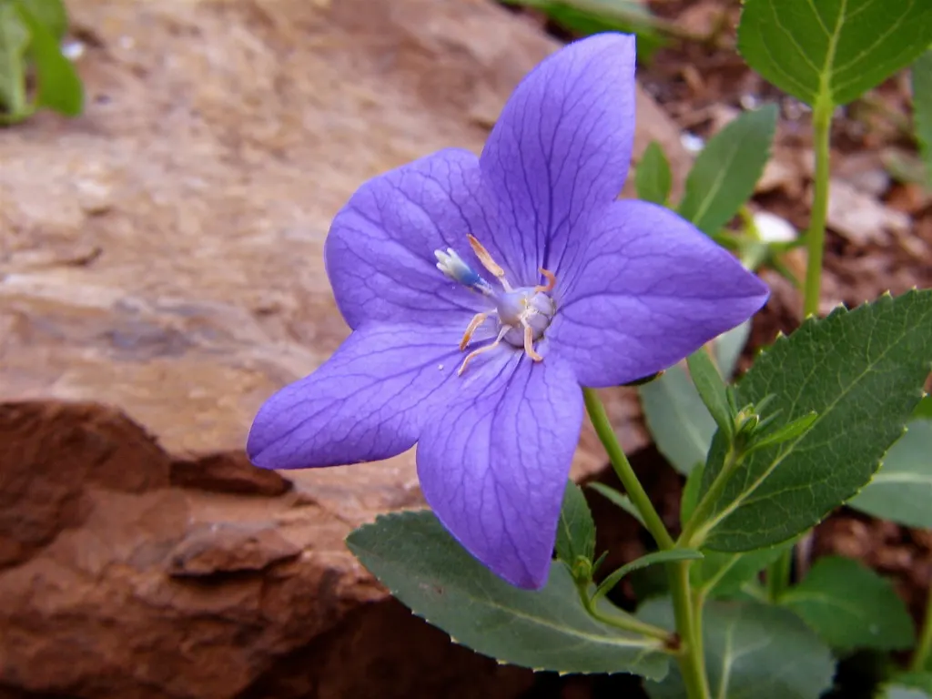 Balloon Flower (Platycodon Grandiflorus) — blue flowers in the garden; preferring full sun to partial shade and well-drained soil