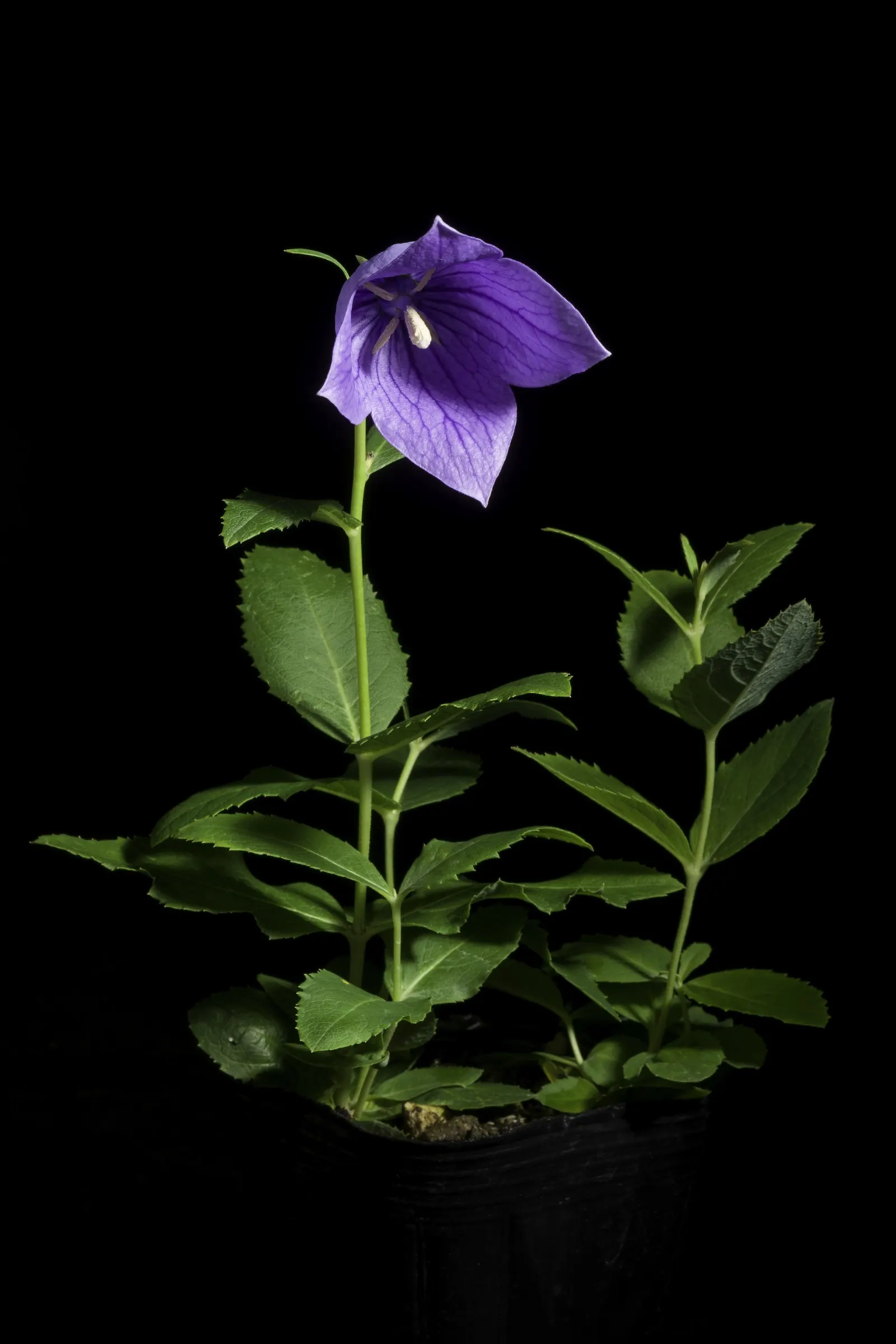 Balloon Flower (Platycodon Grandiflorus) — requiring well-drained soil with medium moisture; its emerald green foliage forms a neat, low clump from, image 107