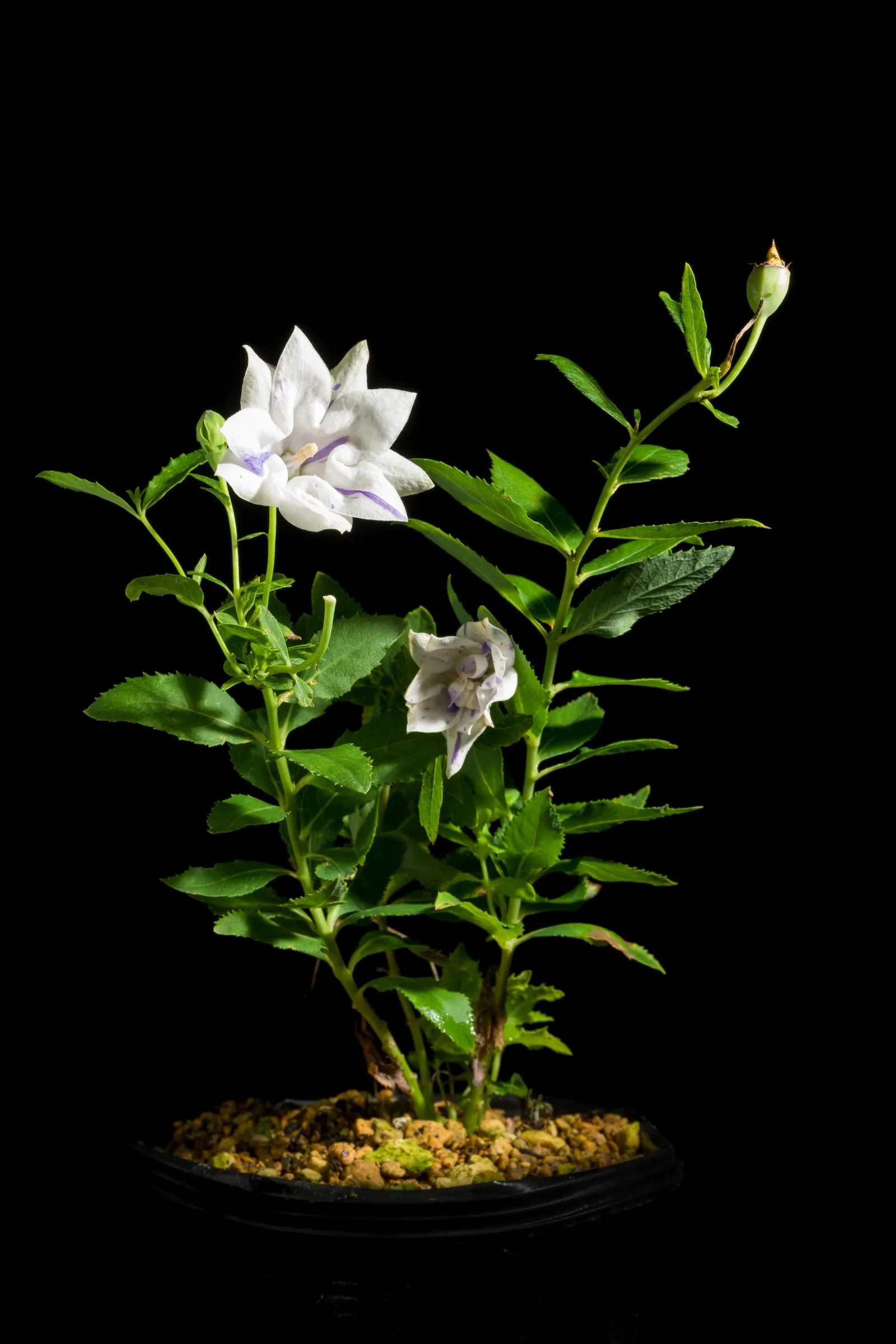Balloon Flower (Platycodon Grandiflorus) — Platycodon grandiflorus is a low-maintenance option; balloon-like buds that blossom into star-shaped