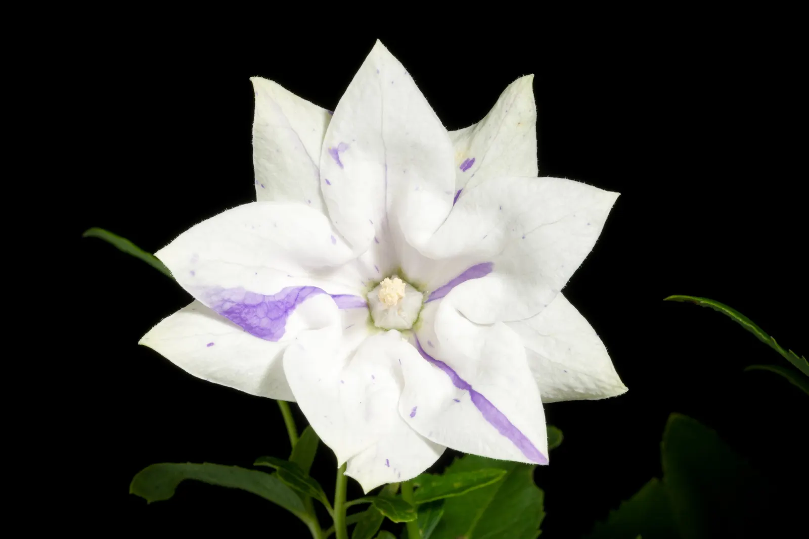Balloon Flower (Platycodon Grandiflorus) — is a charming perennial favored for its playful; the buds swell into puffy balloons and reveal, image 48