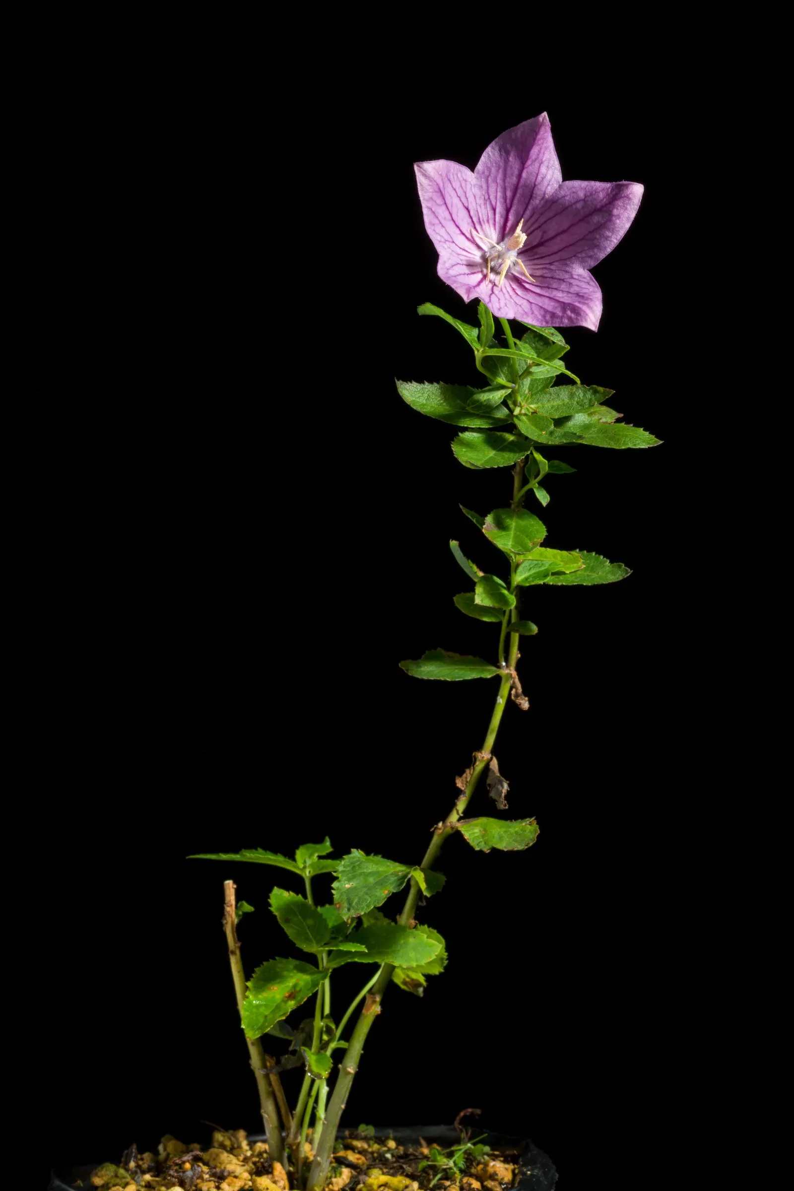 Balloon Flower (Platycodon Grandiflorus) — requiring well-drained soil with medium moisture; its emerald green foliage forms a neat, low clump from which the