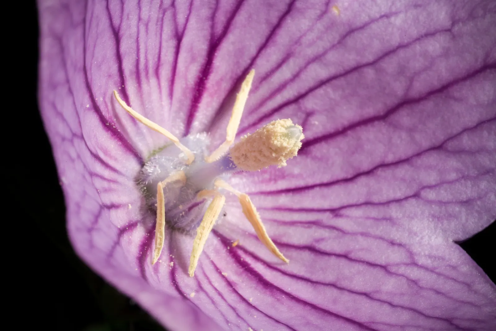 Balloon Flower (Platycodon Grandiflorus) — is a charming perennial favored for its playful; the buds swell into puffy balloons and reveal, image 94