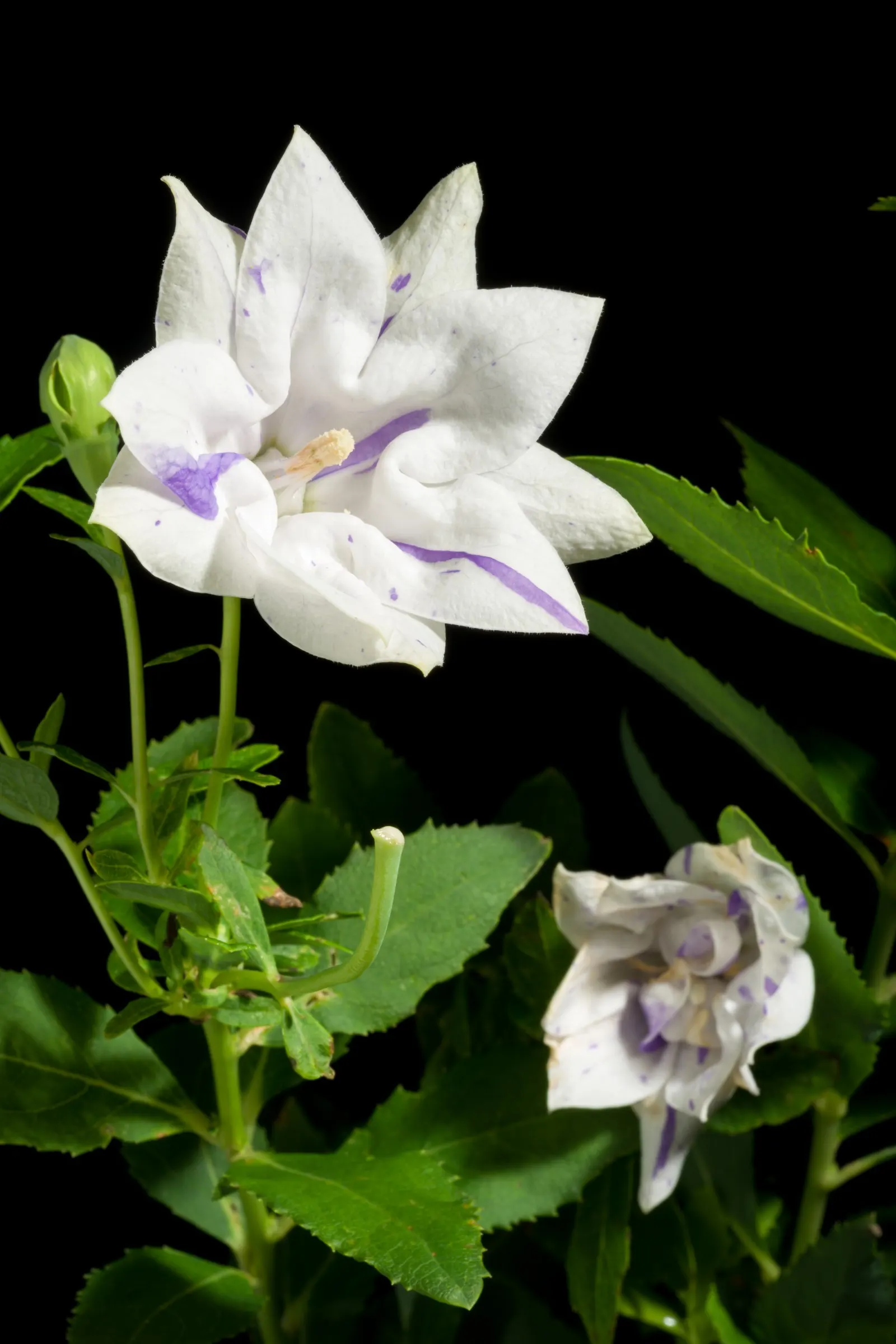 Balloon Flower (Platycodon Grandiflorus) — this hardy plant thrives in zones 3-8; allowing it to fit nicely into a variety of garden settings, image 51