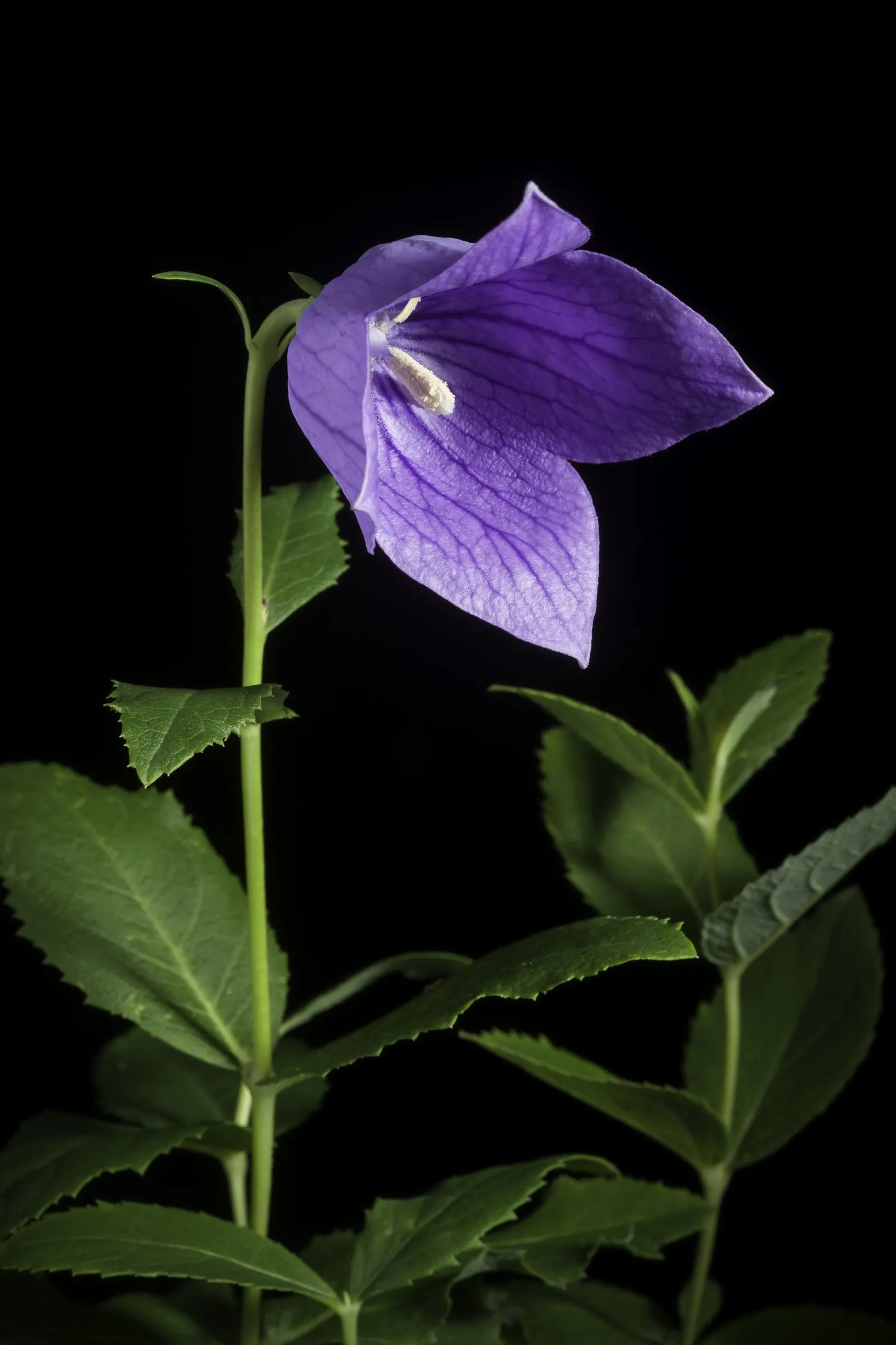 Balloon Flower (Platycodon Grandiflorus) — preferring full sun to partial shade and well-drained soil; it is resilient to pests and disease