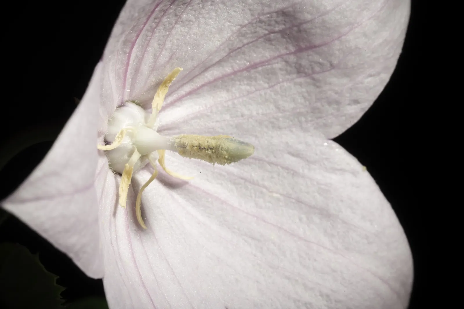Balloon Flower (Platycodon Grandiflorus) — The buds swell into puffy balloons and reveal star-shaped blossoms up to 3 inches across