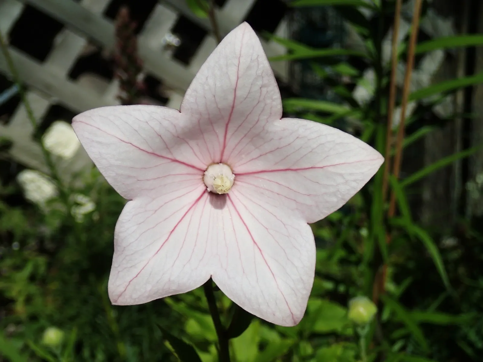 Balloon Flower (Platycodon Grandiflorus) — Its emerald green foliage forms a neat, low clump from which the striking flower stalks emerge; blue, image 56
