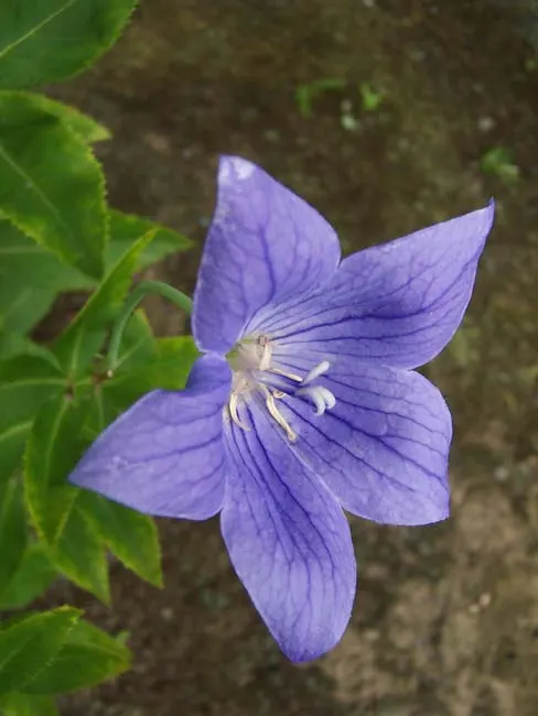 Balloon Flower (Platycodon Grandiflorus) — Reaching 1 to 2.5 feet tall and about 1 foot wide; is a charming perennial favored for its playful, image 96