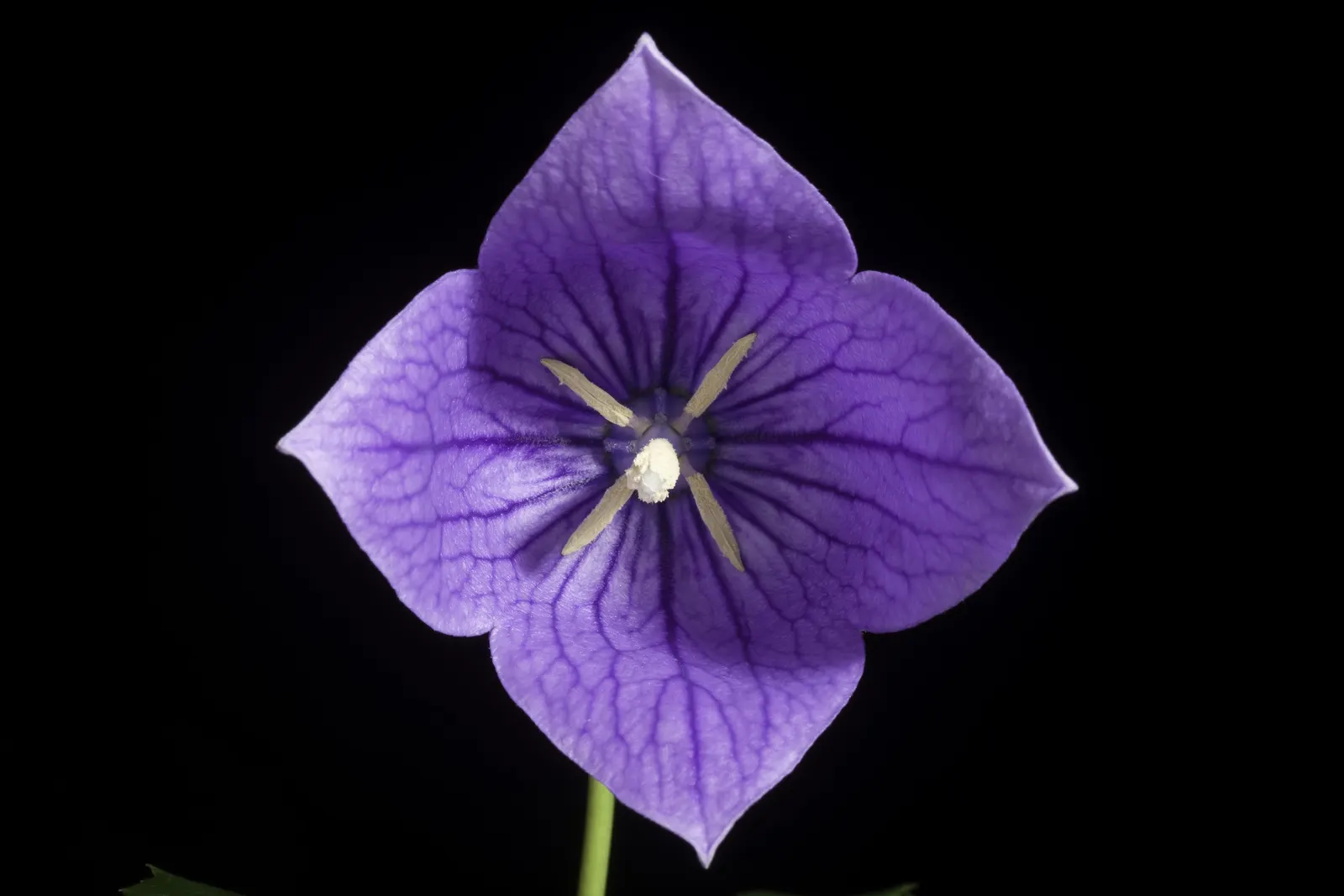Balloon Flower (Platycodon Grandiflorus) — allowing it to fit nicely into a variety of garden settings; platycodon grandiflorus is a low-maintenance option
