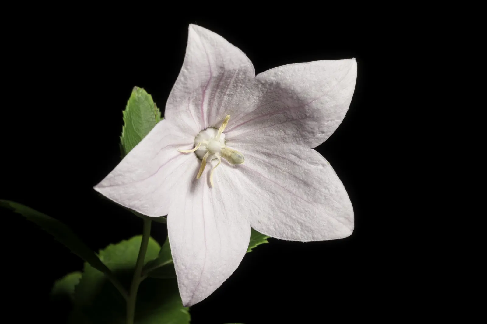Balloon Flower (Platycodon Grandiflorus) — preferring full sun to partial shade and well-drained soil; it is resilient to pests and disease, image 121