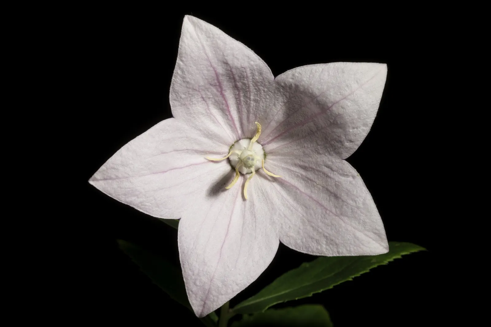 Balloon Flower (Platycodon Grandiflorus) — Its emerald green foliage forms a neat, low clump from which the striking flower stalks emerge; blue, image 79